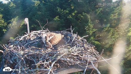 Medina Washington Live Osprey Nest Webcam - Jun 16, 2026, 6:20am PDT