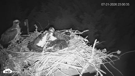 Medina Washington Live Osprey Nest Webcam - Jul 21, 2026, 11:01pm PDT
