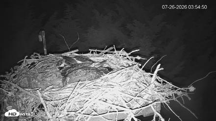 Medina Washington Live Osprey Nest Webcam - Jul 26, 2026, 3:55am PDT