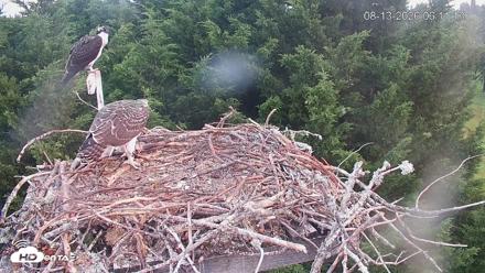Medina Washington Live Osprey Nest Webcam - Aug 13, 2026, 6:11am PDT
