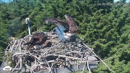 Medina Washington Live Osprey Nest Webcam - Apr 26, 2026, 1:38pm PDT