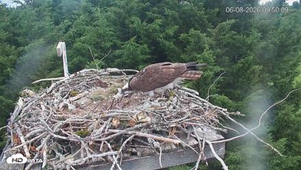 Medina Washington Live Osprey Nest Webcam - Jun 8, 2026, 9:50am PDT