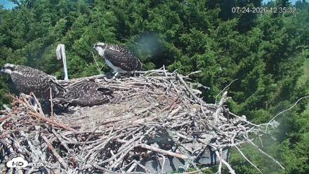Medina Washington Live Osprey Nest Webcam - Jul 24, 2026, 12:36pm PDT