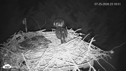 Medina Washington Live Osprey Nest Webcam - Jul 25, 2026, 11:20pm PDT