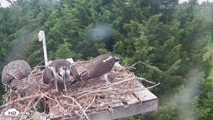 Medina Washington Live Osprey Nest Webcam - Aug 27, 2026, 7:01am PDT