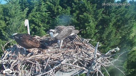 Medina Washington Live Osprey Nest Webcam - Aug 9, 2026, 8:49am PDT
