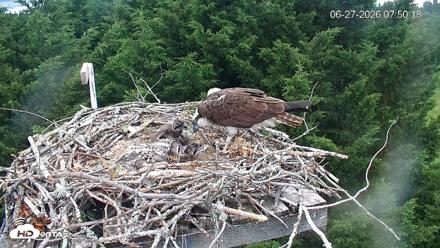Medina Washington Live Osprey Nest Webcam - Jun 27, 2026, 7:52am PDT