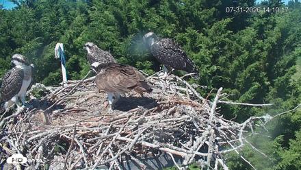 Medina Washington Live Osprey Nest Webcam - Jul 31, 2026, 2:11pm PDT