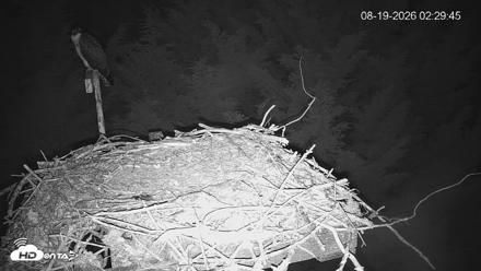 Medina Washington Live Osprey Nest Webcam - Aug 19, 2026, 2:30am PDT