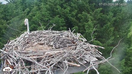 Medina Washington Live Osprey Nest Webcam - Jul 3, 2026, 8:54am PDT