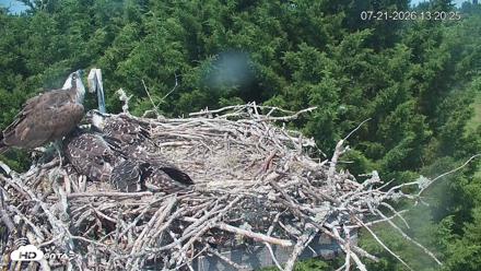 Medina Washington Live Osprey Nest Webcam - Jul 21, 2026, 1:21pm PDT