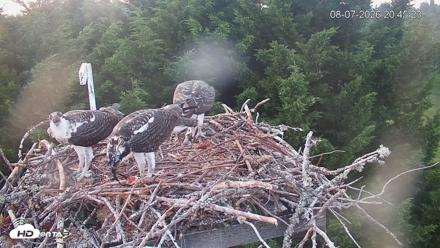 Medina Washington Live Osprey Nest Webcam - Aug 7, 2026, 8:46pm PDT