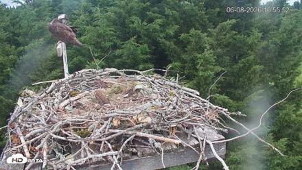 Medina Washington Live Osprey Nest Webcam - Jun 8, 2026, 10:56am PDT