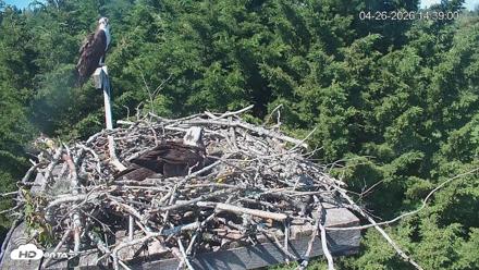 Medina Washington Live Osprey Nest Webcam - Apr 26, 2026, 2:39pm PDT