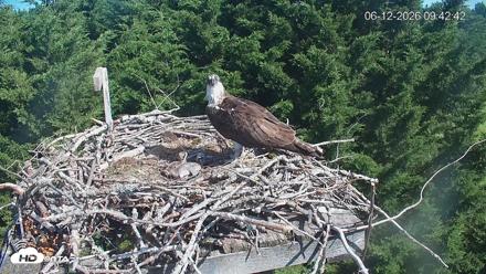 Medina Washington Live Osprey Nest Webcam - Jun 12, 2026, 9:43am PDT