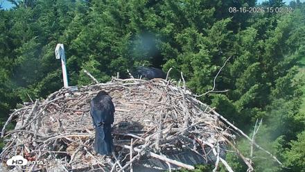 Medina Washington Live Osprey Nest Webcam - Aug 16, 2026, 3:03pm PDT
