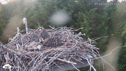 Medina Washington Live Osprey Nest Webcam - Jul 14, 2026, 9:11pm PDT