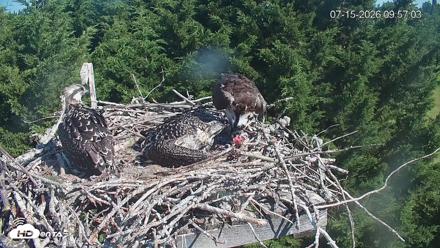 Medina Washington Live Osprey Nest Webcam - Jul 15, 2026, 9:58am PDT
