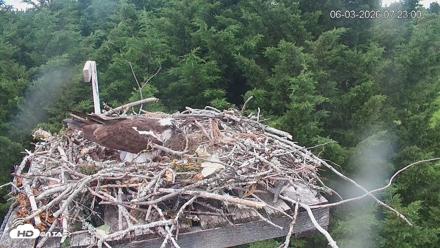 Medina Washington Live Osprey Nest Webcam - Jun 3, 2026, 7:23am PDT