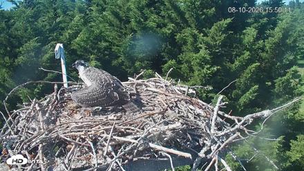 Medina Washington Live Osprey Nest Webcam - Aug 10, 2026, 3:50pm PDT