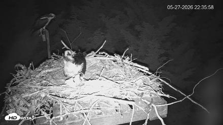 Medina Washington Live Osprey Nest Webcam - May 27, 2026, 10:36pm PDT