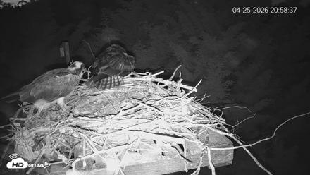 Medina Washington Live Osprey Nest Webcam - Apr 25, 2026, 8:59pm PDT