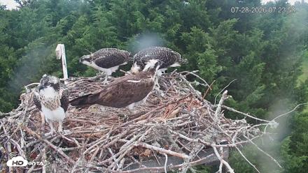 Medina Washington Live Osprey Nest Webcam - Jul 28, 2026, 7:25am PDT