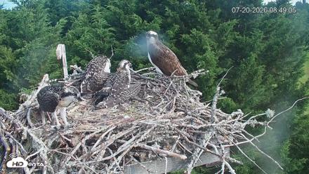 Medina Washington Live Osprey Nest Webcam - Jul 20, 2026, 8:49am PDT