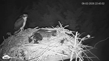 Medina Washington Live Osprey Nest Webcam - Aug 2, 2026, 10:46pm PDT