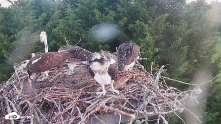 Medina Washington Live Osprey Nest Webcam - Jul 30, 2026, 5:49am PDT