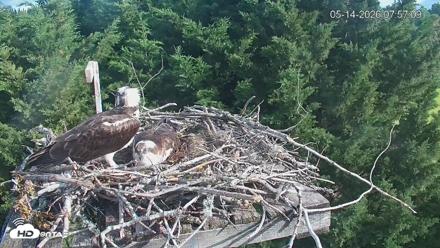Medina Washington Live Osprey Nest Webcam - May 14, 2026, 7:58am PDT