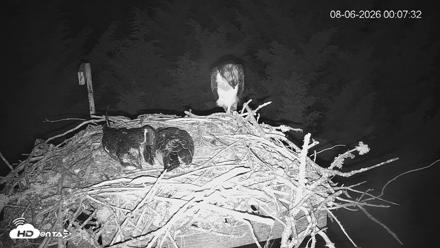 Medina Washington Live Osprey Nest Webcam - Aug 6, 2026, 12:08am PDT