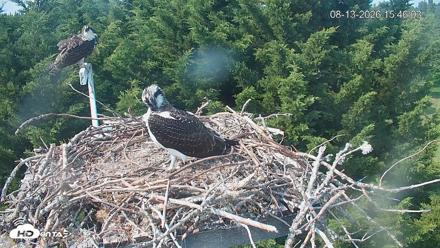 Medina Washington Live Osprey Nest Webcam - Aug 13, 2026, 3:46pm PDT