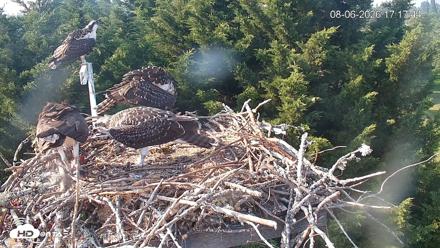 Medina Washington Live Osprey Nest Webcam - Aug 6, 2026, 5:20pm PDT