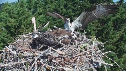 Medina Washington Live Osprey Nest Webcam - Jul 27, 2025, 11:03am PDT