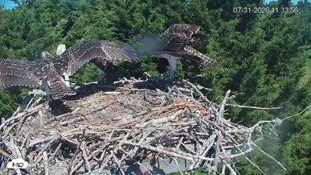 Medina Washington Live Osprey Nest Webcam - Jul 31, 2026, 11:34am PDT