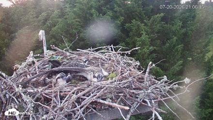 Medina Washington Live Osprey Nest Webcam - Jul 20, 2026, 9:07pm PDT
