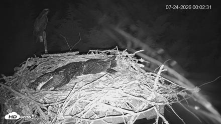 Medina Washington Live Osprey Nest Webcam - Jul 24, 2026, 12:03am PDT