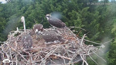Medina Washington Live Osprey Nest Webcam - Jul 28, 2026, 2:10pm PDT