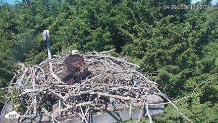 Medina Washington Live Osprey Nest Webcam - Apr 26, 2026, 1:07pm PDT