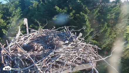 Medina Washington Live Osprey Nest Webcam - Jul 10, 2026, 6:50am PDT