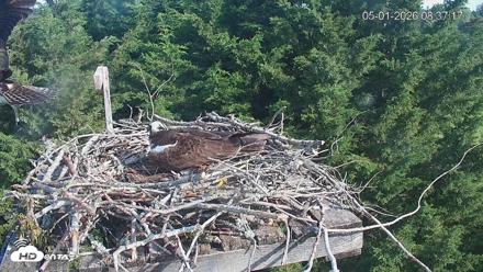 Medina Washington Live Osprey Nest Webcam - May 1, 2026, 8:38am PDT