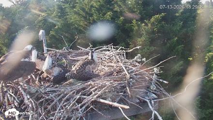 Medina Washington Live Osprey Nest Webcam - Jul 13, 2026, 6:31pm PDT