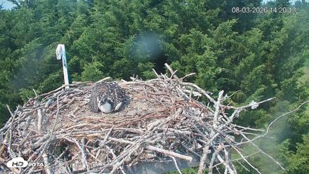 Medina Washington Live Osprey Nest Webcam - Aug 3, 2026, 2:22pm PDT