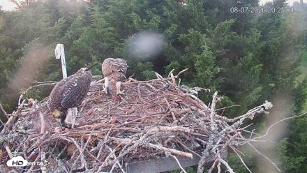 Medina Washington Live Osprey Nest Webcam - Aug 7, 2026, 8:25pm PDT