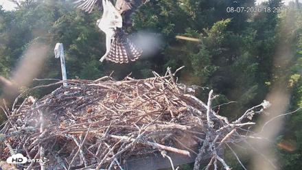 Medina Washington Live Osprey Nest Webcam - Aug 7, 2026, 6:30pm PDT
