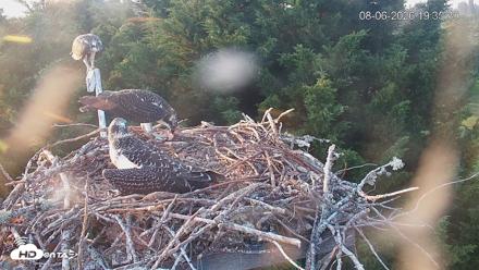 Medina Washington Live Osprey Nest Webcam - Aug 6, 2026, 7:36pm PDT