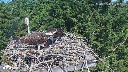Medina Washington Live Osprey Nest Webcam - May 2, 2026, 11:50am PDT