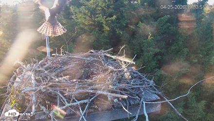 Medina Washington Live Osprey Nest Webcam - Apr 25, 2026, 7:34pm PDT