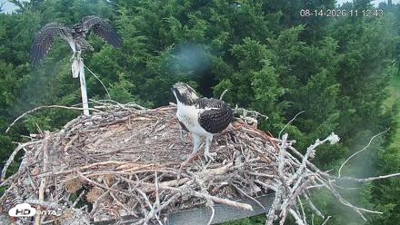 Medina Washington Live Osprey Nest Webcam - Aug 14, 2026, 11:13am PDT